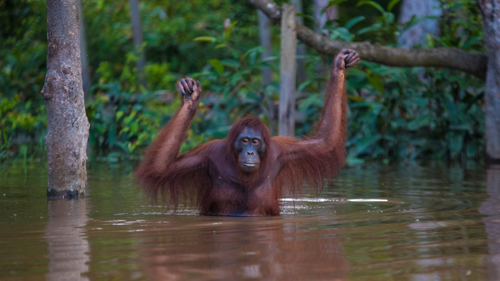Orangutans in Borneo by David Metcalf