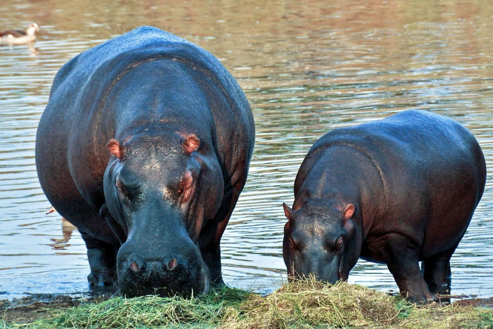 hippopotamus-1170205