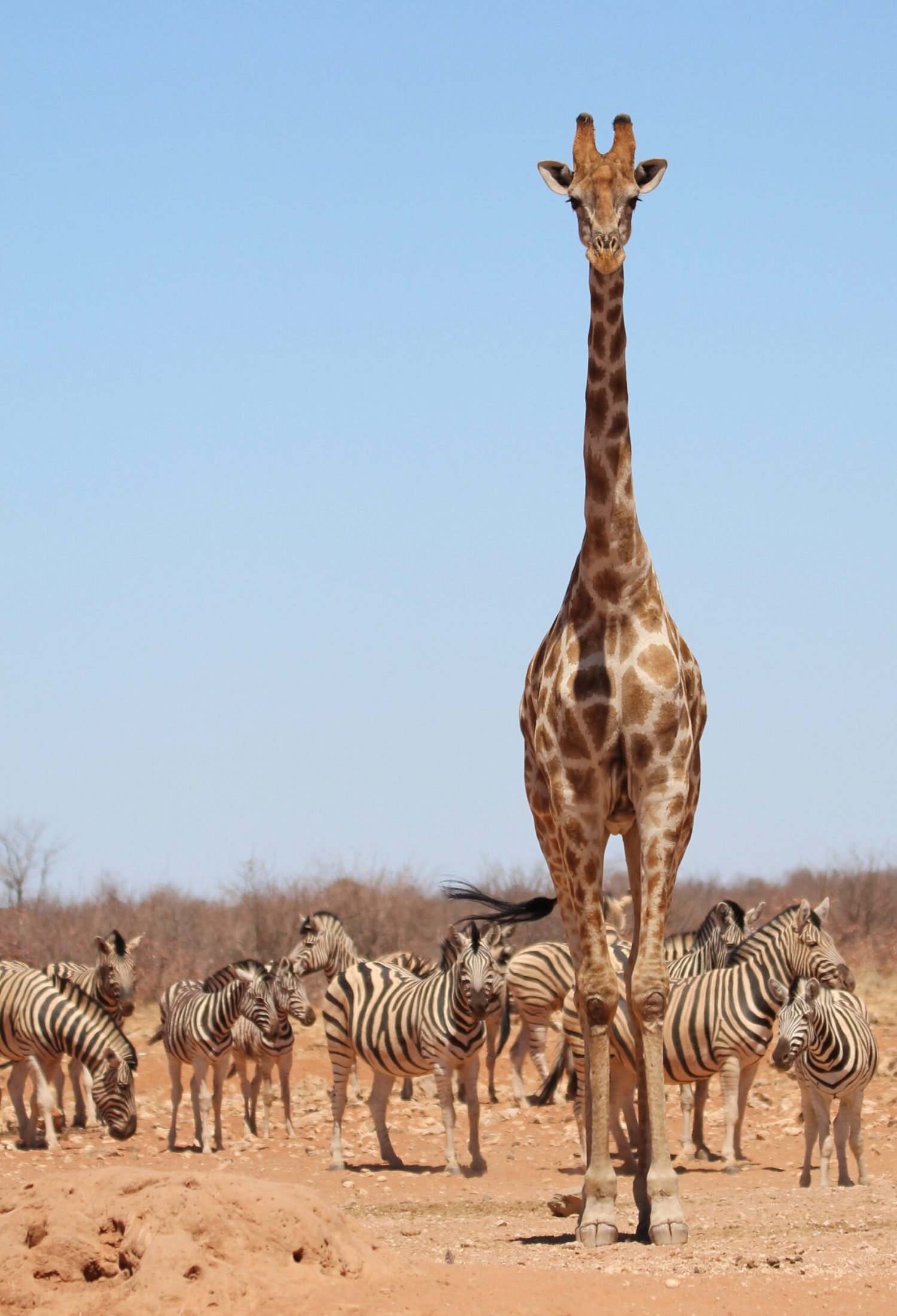 giraffe-8054174